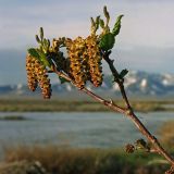 Duschekia fruticosa. Побег с мужскими и женскими соцветиями. Чукотка, Чаунская низм., р. Паляваам. 11.06.2005.