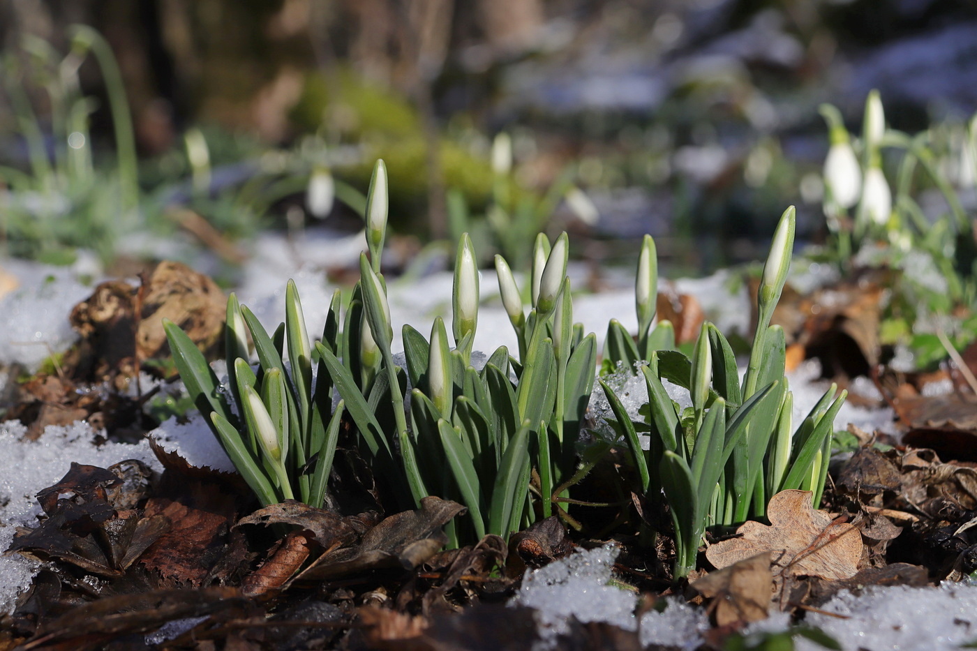 Image of Galanthus plicatus specimen.
