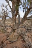 Haloxylon aphyllum