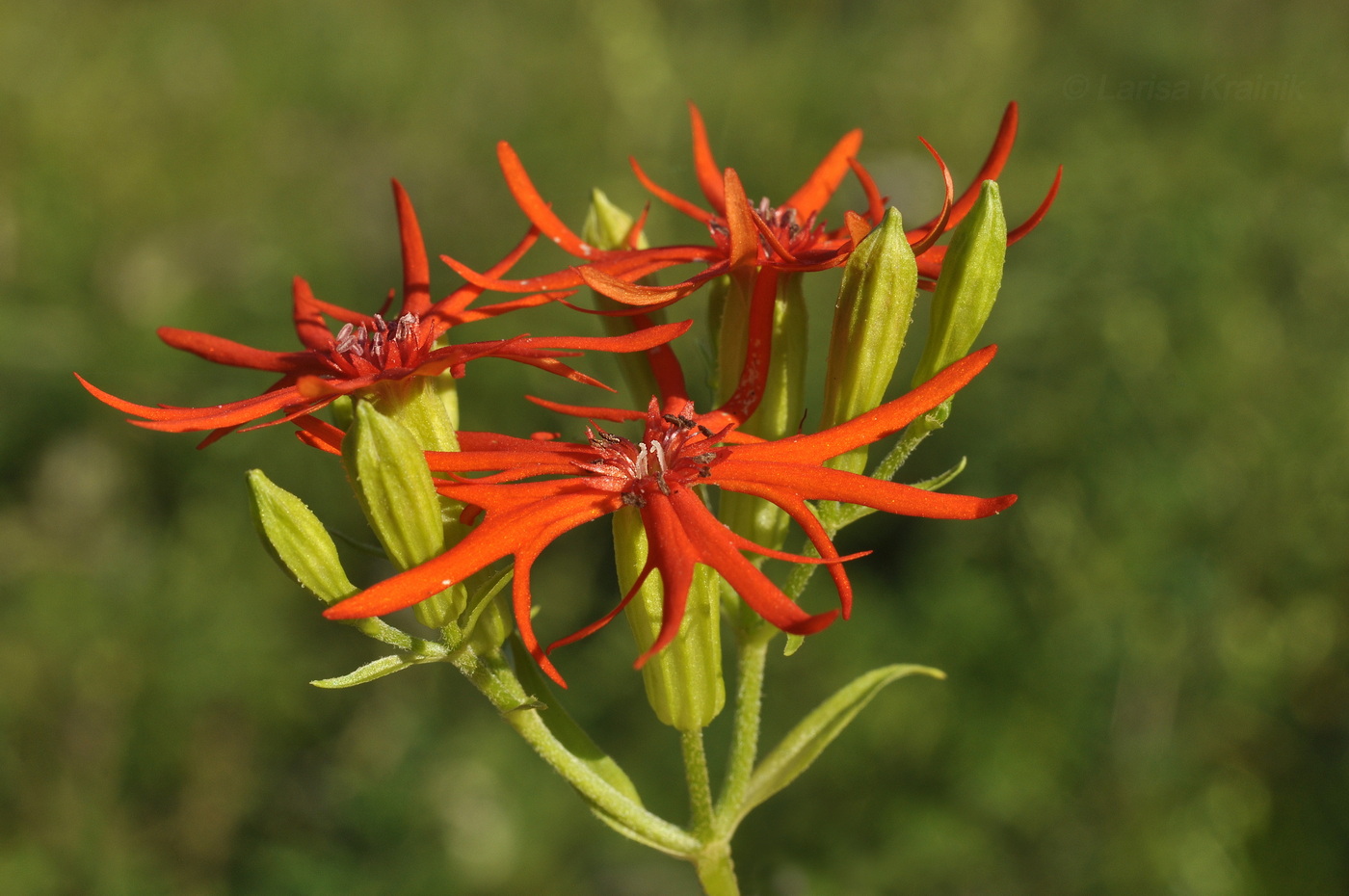 Image of Lychnis wilfordii specimen.