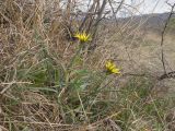 Tragopogon brevirostris