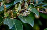 Lauro-cerasus officinalis. Часть ветви с нераспустившимися и распускающимся соцветиями. Краснодарский край, Сочи, Адлерский р-н, парк \"Южные культуры\", в культуре. 09.03.2025.