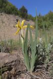 Iris halophila. Цветущее растение. Крым, Севастополь, окр. Балаклавы, терраса в сосновых посадках. 21.05.2025.