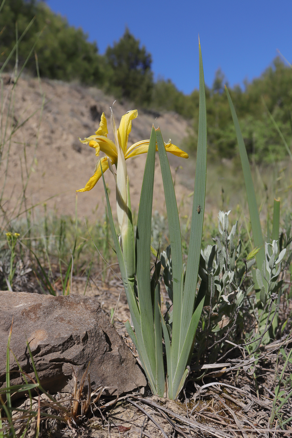 Image of Iris halophila specimen.