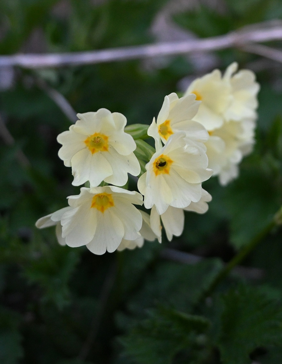 Image of Primula cordifolia specimen.