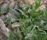 genus Valerianella