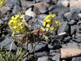 Erysimum kamelinii