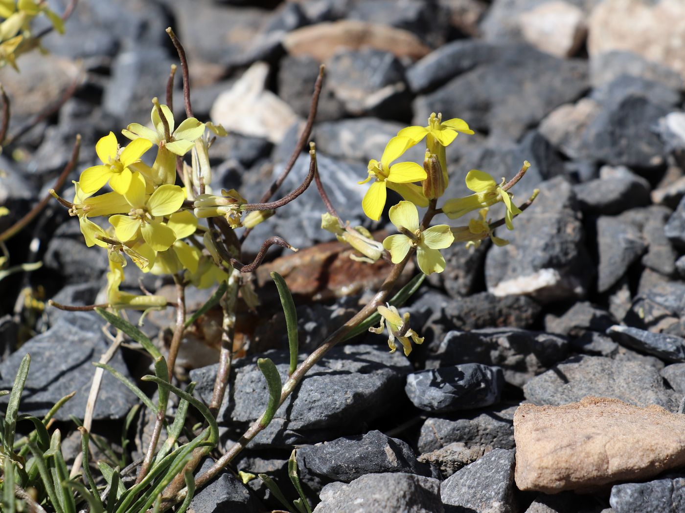 Image of Erysimum kamelinii specimen.