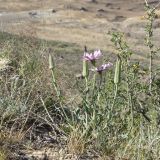 Tragopogon marginifolius