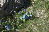 род Myosotis