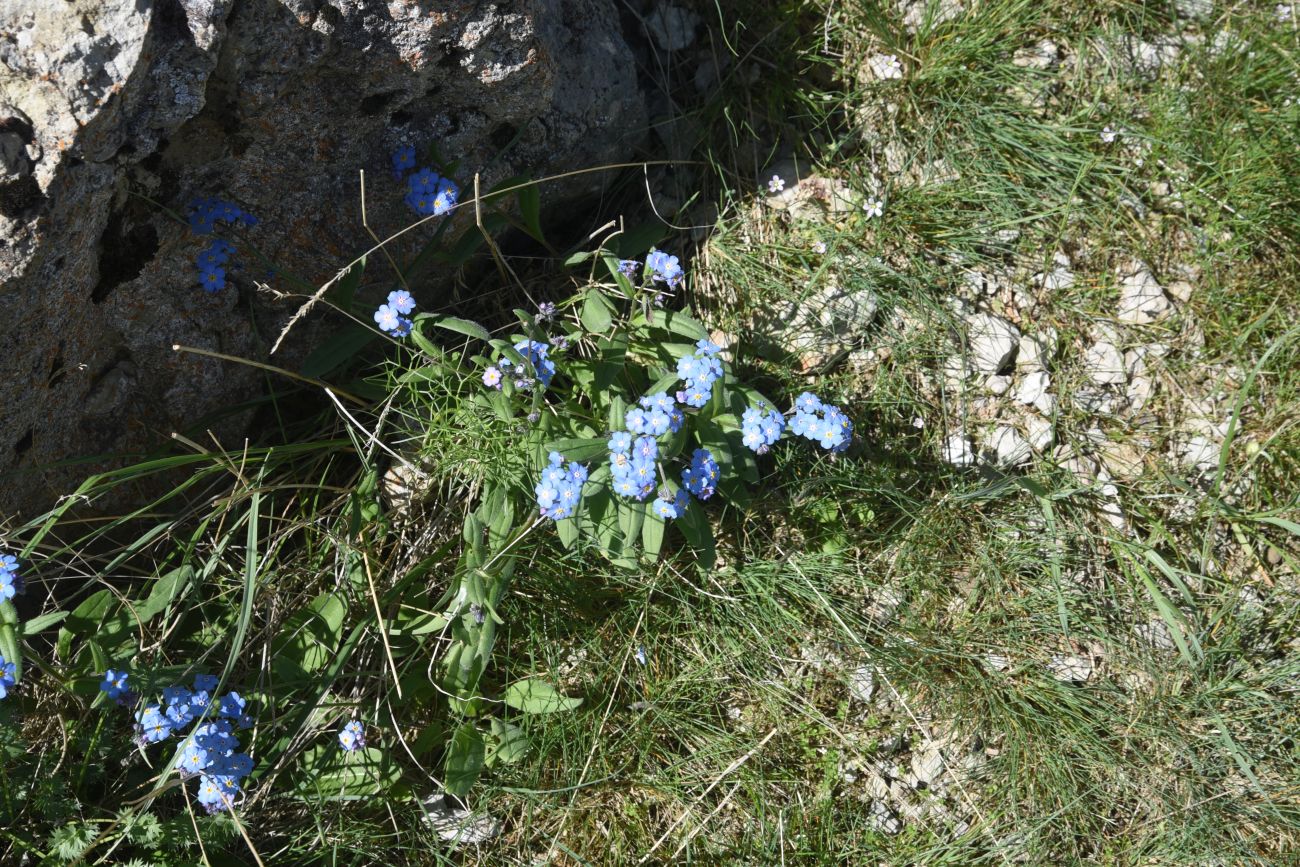 Image of genus Myosotis specimen.