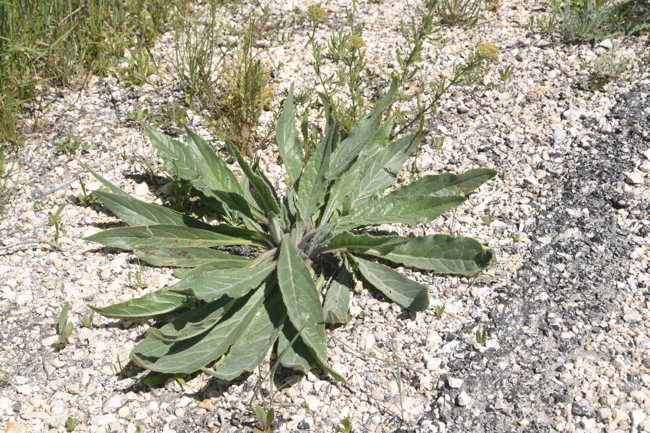 Image of Unknown species specimen.