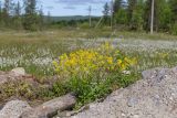 Barbarea vulgaris. Цветущее растение. Мурманск, Октябрьский р-н, смешанный лес, каменисто-песчаная насыпь. 24.06.2025.