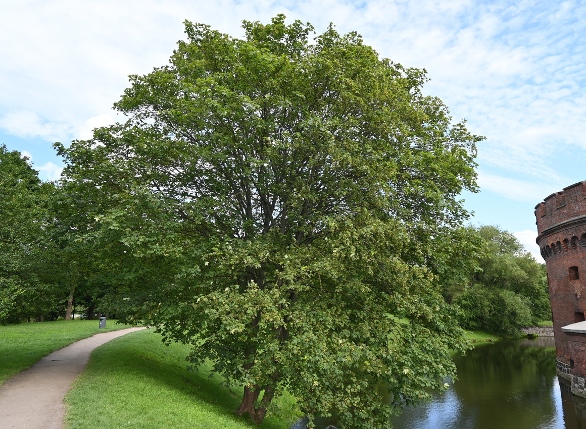 Изображение особи Acer pseudoplatanus.