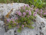 Thymus nummularius. Цветущие растения. Карачаево-Черкесия, Зеленчукский р-н, гора Джангур, ≈ 1500 м н.у.м., в расщелине известняковой скалы. 04.06.2025.