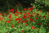 Papaver rhoeas