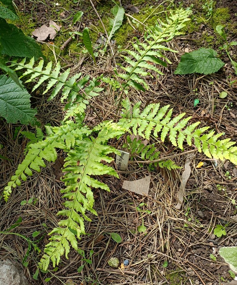 Изображение особи Polystichum tripteron.