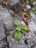Plantago major