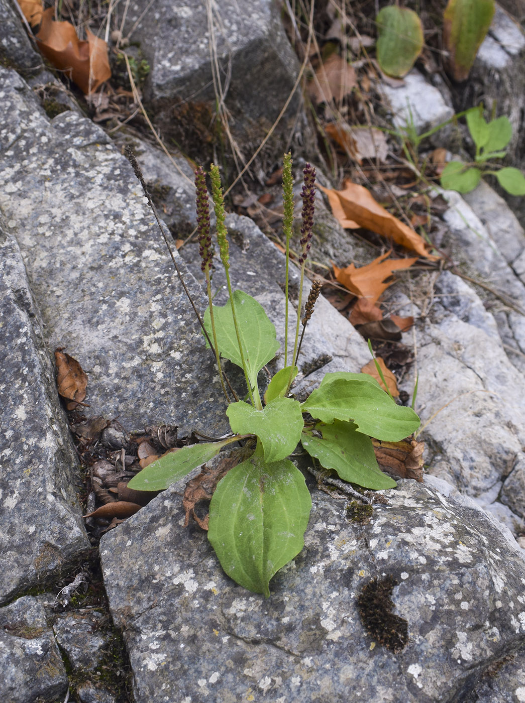 Image of Plantago major specimen.