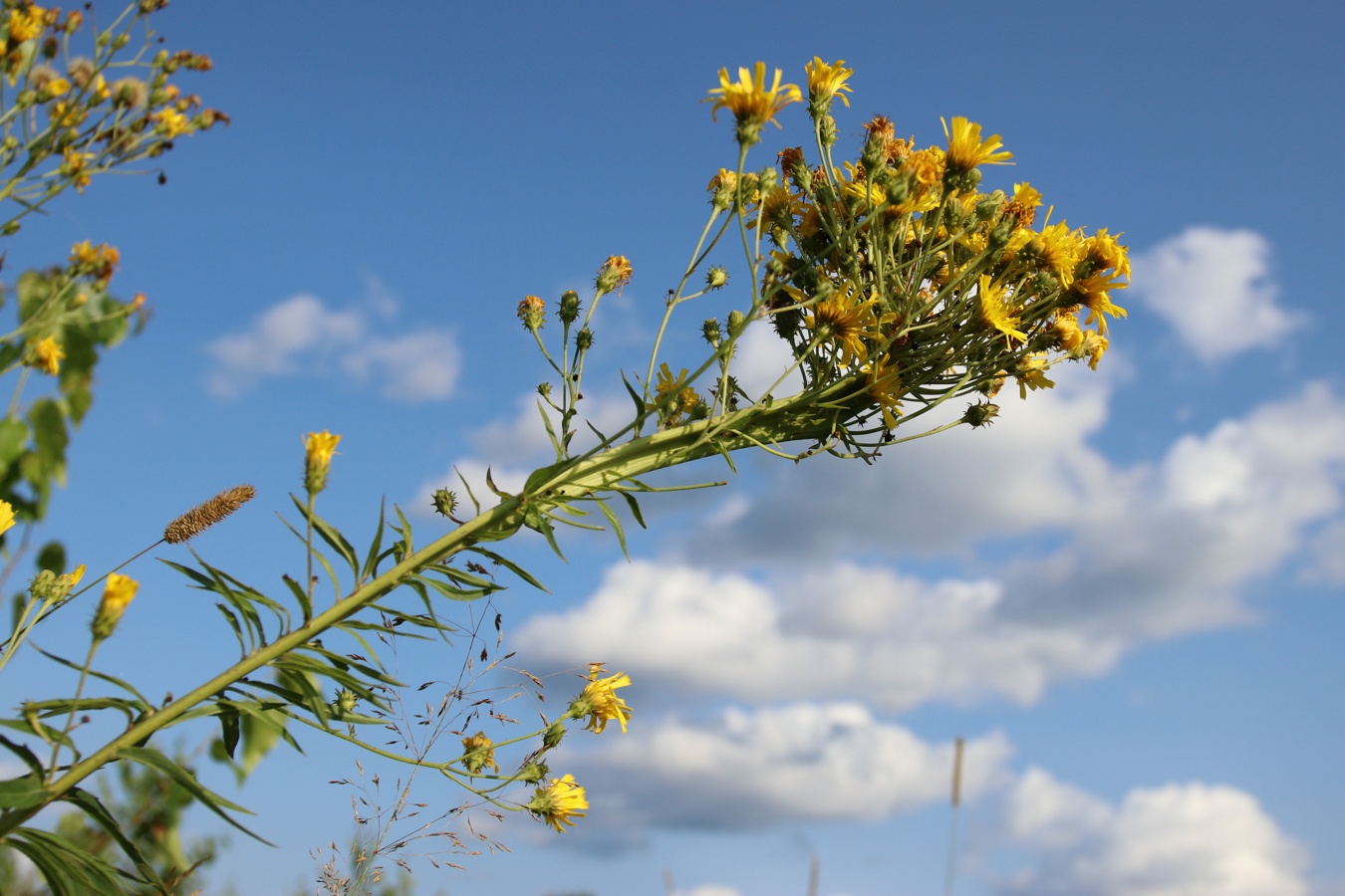 Image of Hieracium umbellatum specimen.