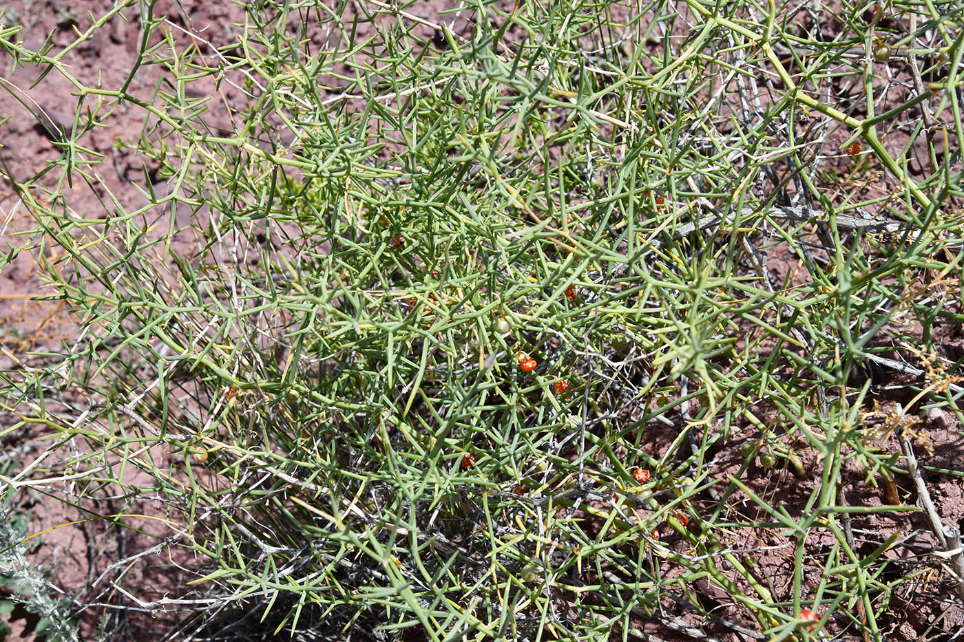 Изображение особи Asparagus breslerianus.