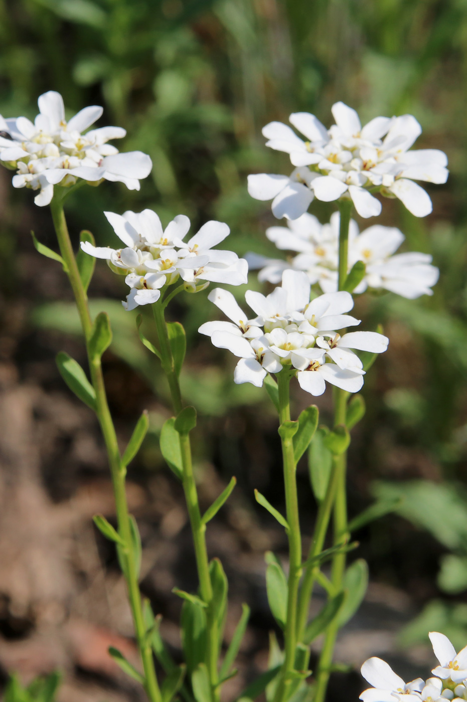 Image of Iberis sempervirens specimen.