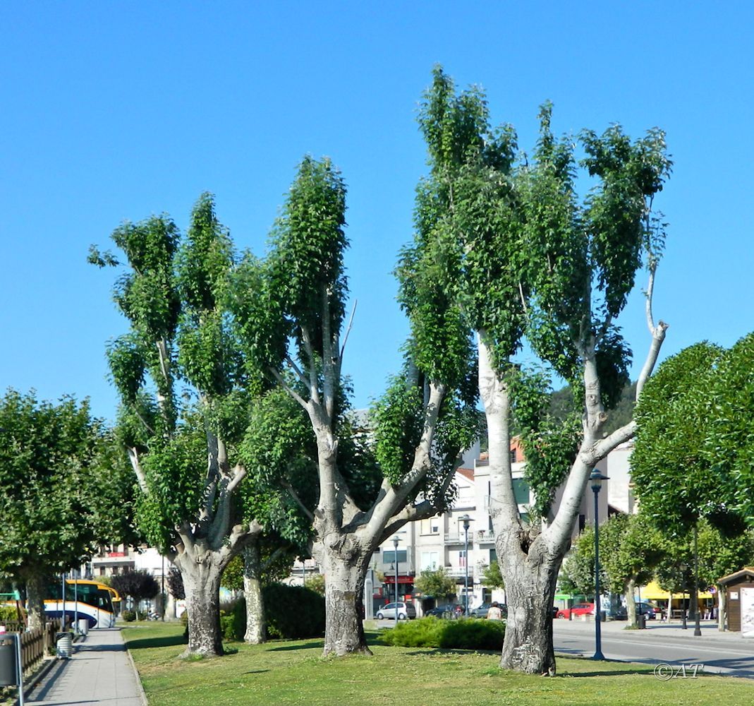 Изображение особи Populus alba.