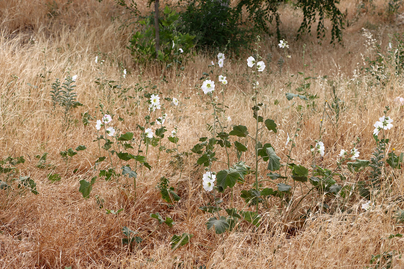 Изображение особи Alcea nudiflora.