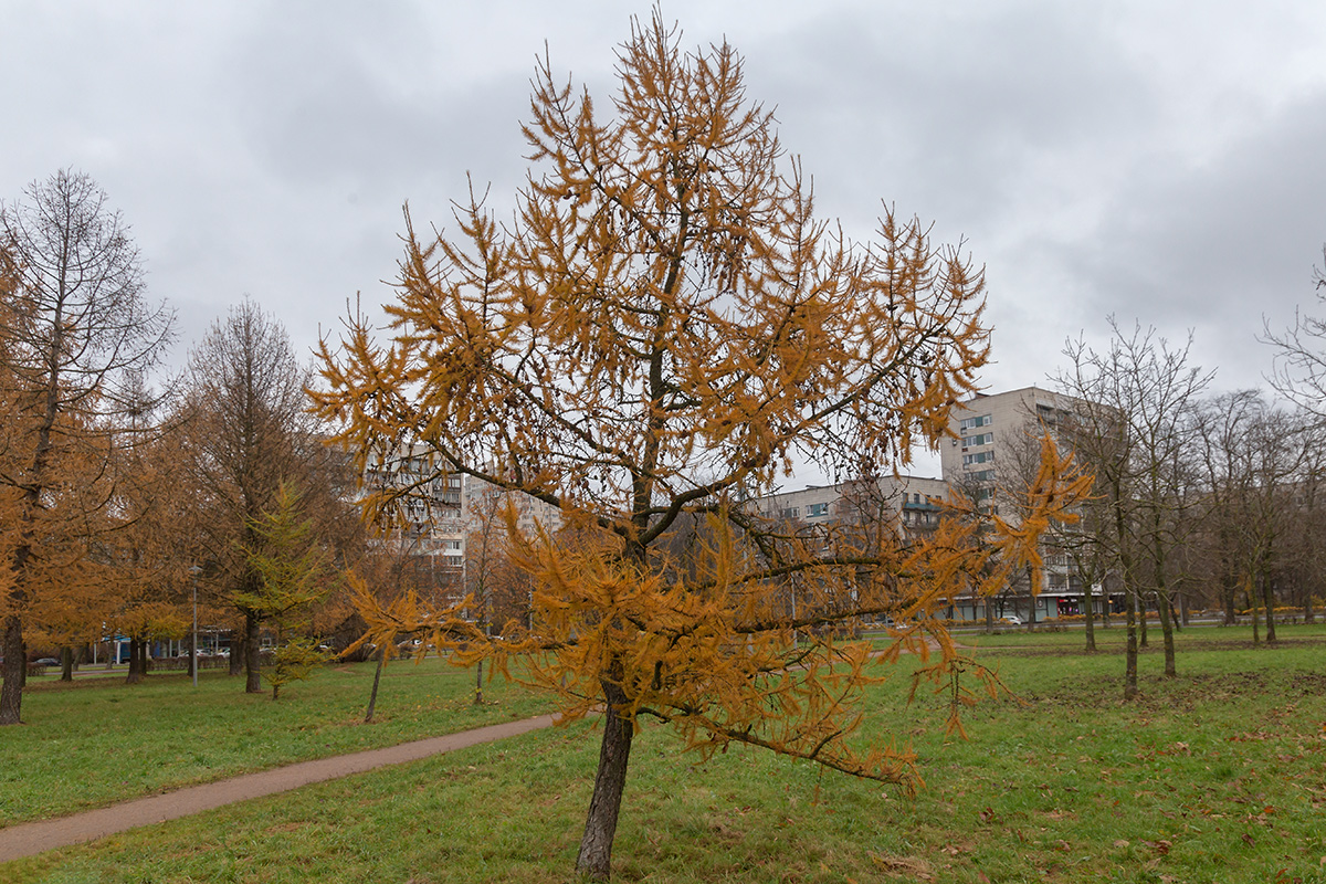 Image of genus Larix specimen.