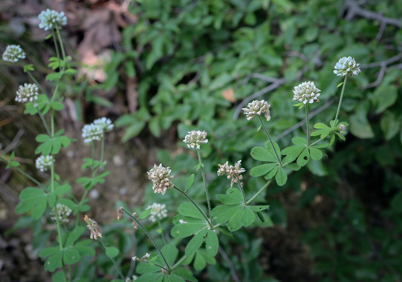 Image of Dorycnium herbaceum specimen.