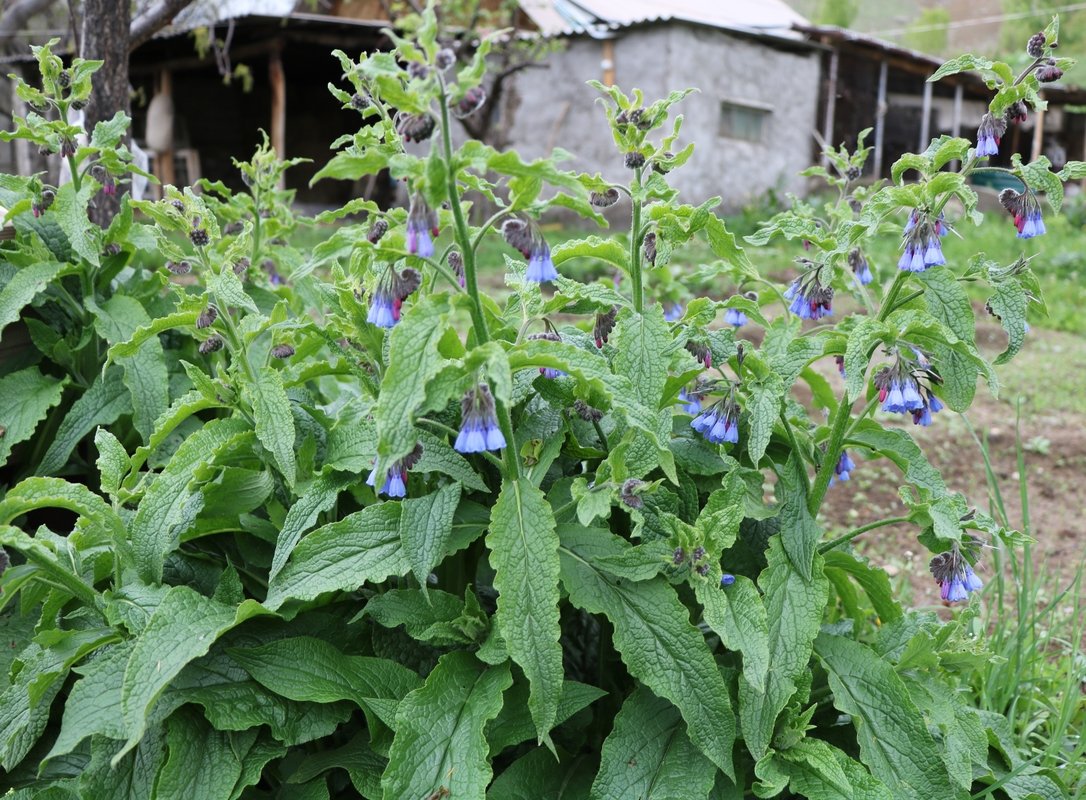 Image of Symphytum asperum specimen.