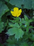 Ranunculus cappadocicus. Цветок. Абхазия, Гудаутский р-н, Рицинский реликтовый национальный парк, хр. Авадхара, дол. р. Авадхара, хвойно-широколиственный лес, берег ручья. 1600 м н.у.м. 09.06.2025.