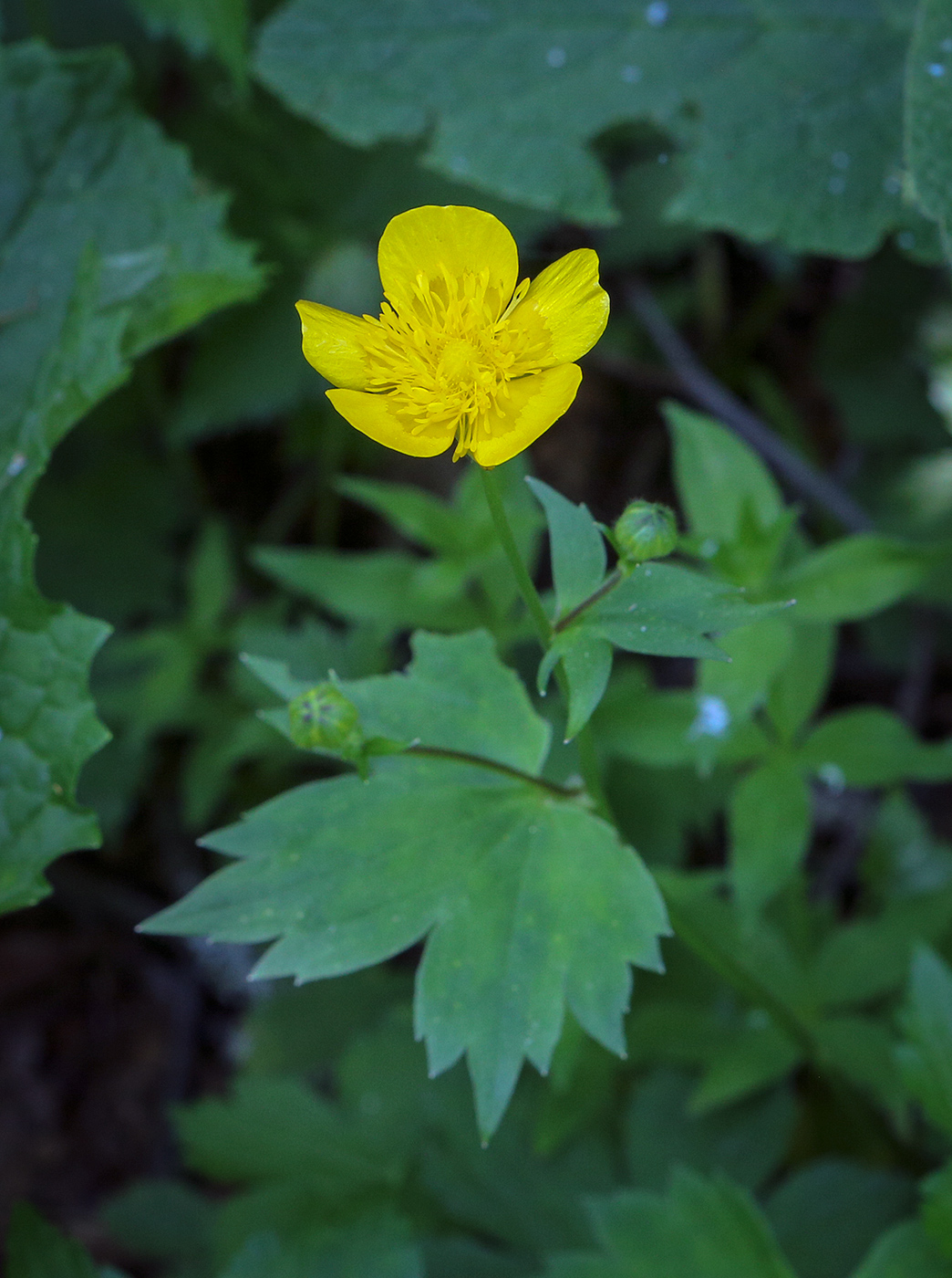 Image of Ranunculus cappadocicus specimen.
