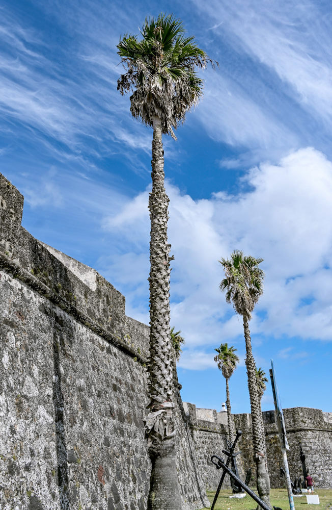 Изображение особи Washingtonia robusta.