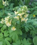 род Corydalis. Верхушка цветущего растения. Москва, ботанический сад МГУ \"Аптекарский огород\", теневой сад. 23.04.2024.
