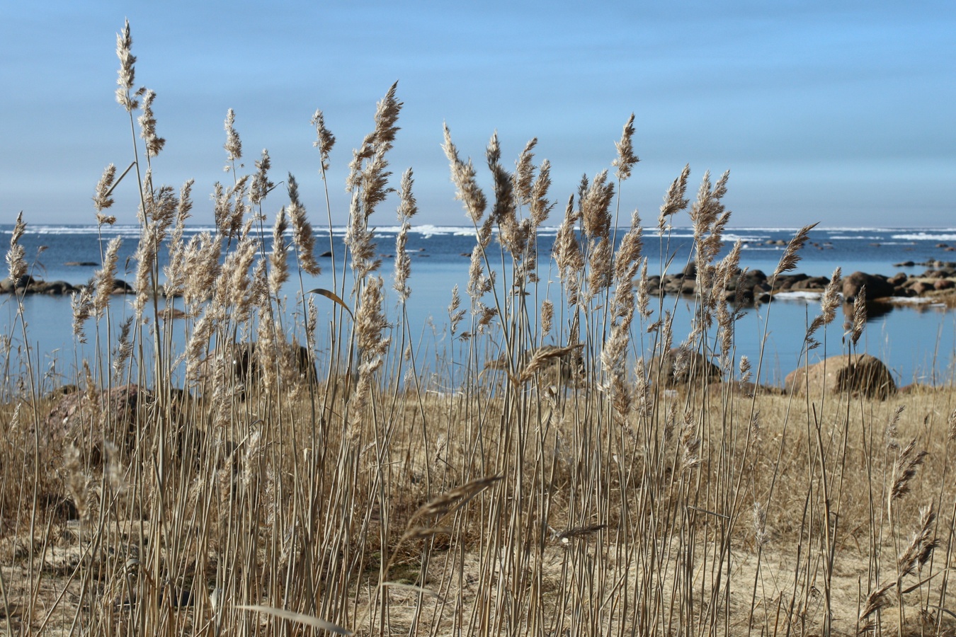 Image of Phragmites australis specimen.