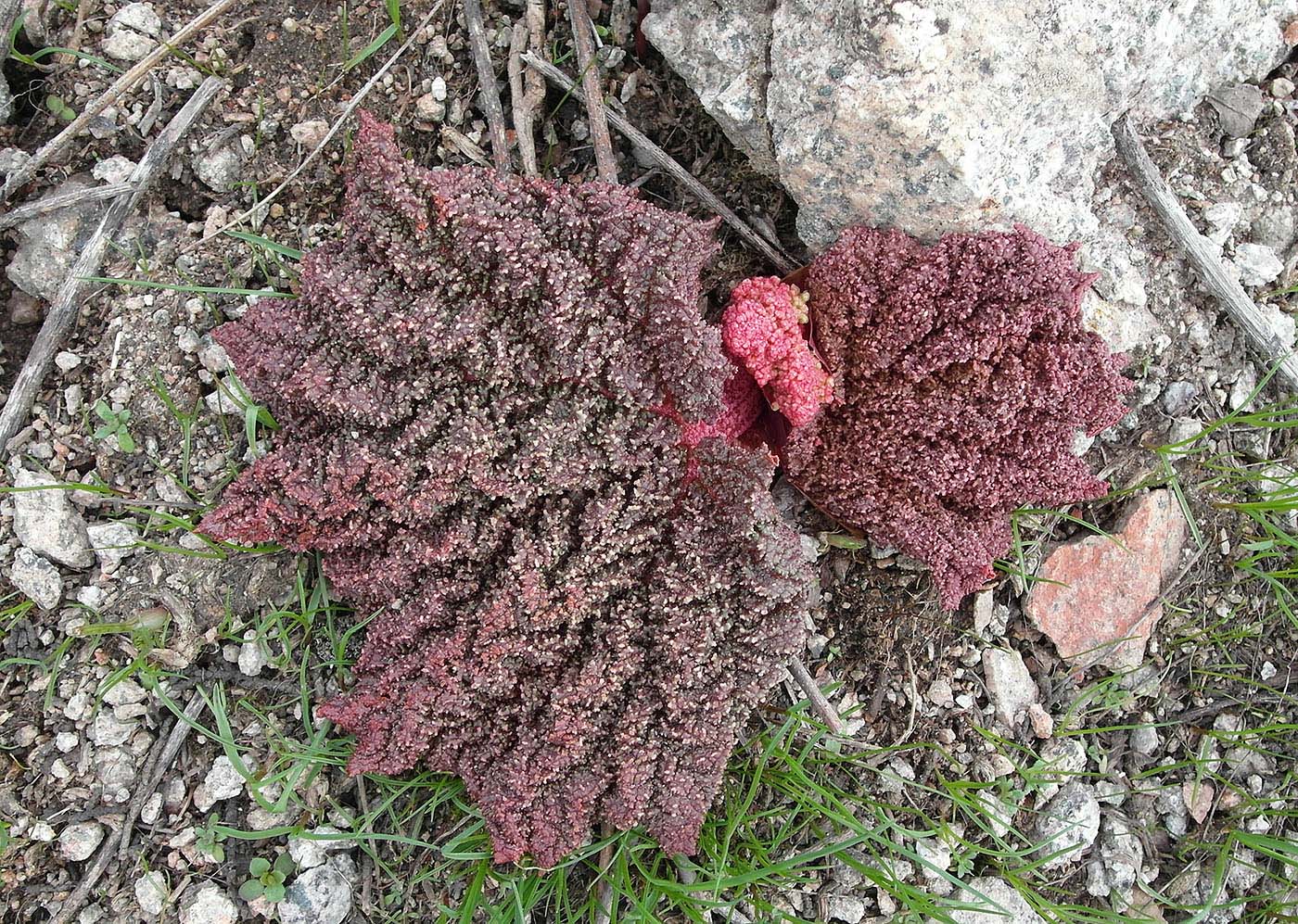 Image of Rheum cordatum specimen.