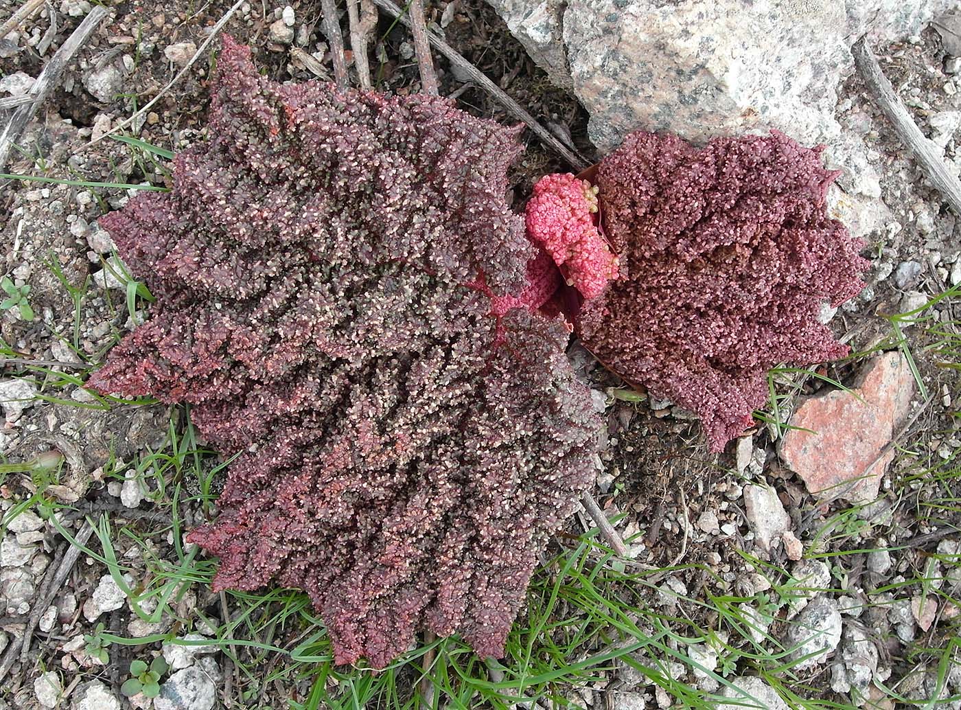 Image of Rheum cordatum specimen.