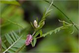 Vicia cracca. Верхушка побега с формирующимися соцветиями. Московская обл., Раменский р-н, окр. дер. Хрипань, садовый участок. 22.06.2026.