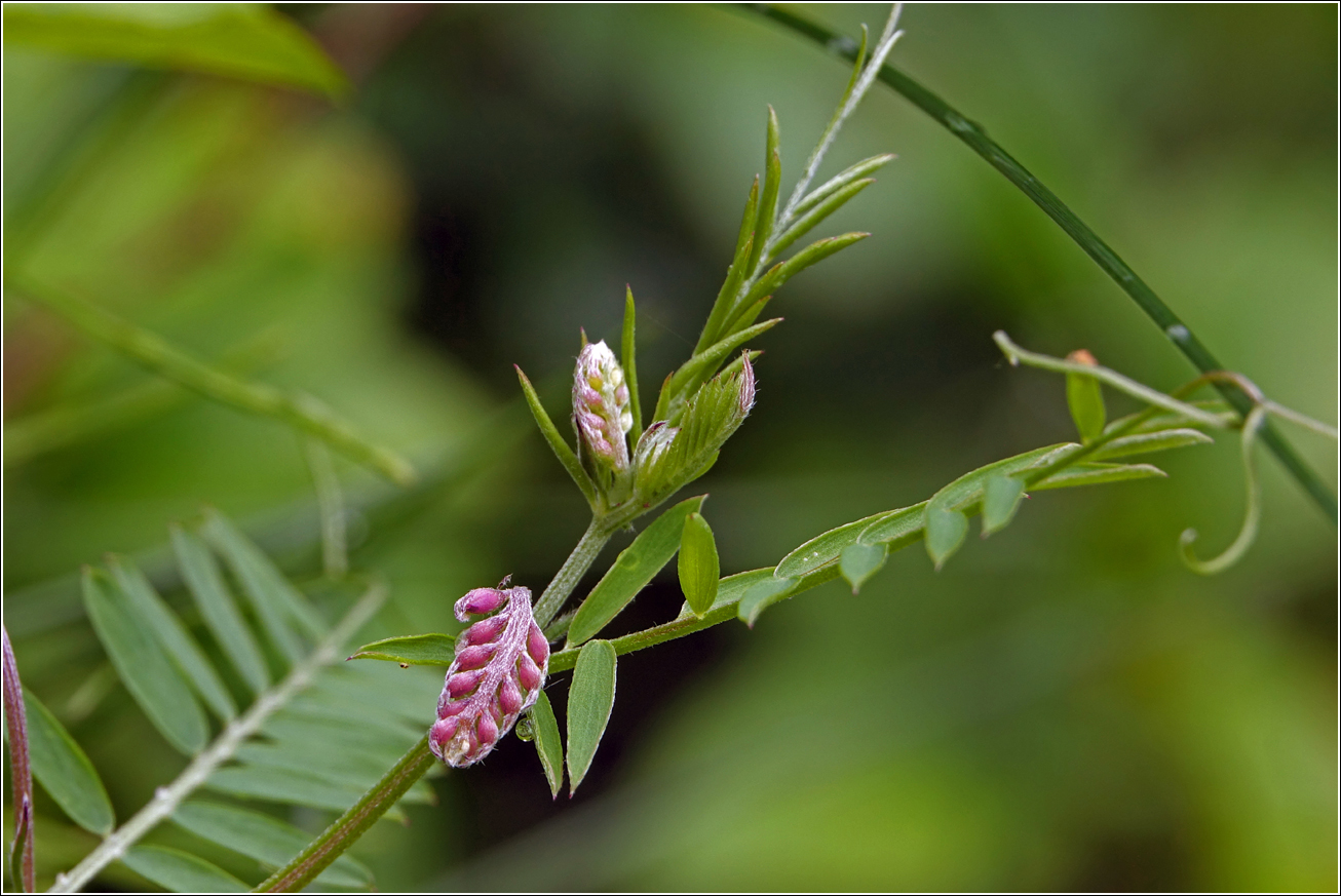 Image of Vicia cracca specimen.