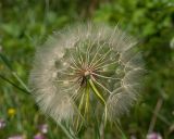род Tragopogon. Соплодие с частично облетевшими плодами. Краснодарский край, Крымский р-н, окр. станицы Неберджаевская, ур. Темрючки, грабинниково-пушистодубовое редколесье, большая закустаренная каменистая поляна. 22.06.2026.