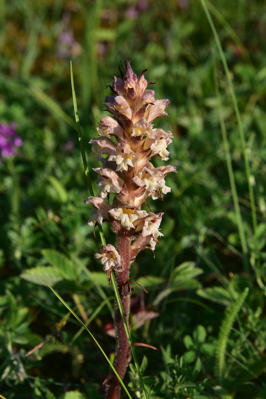 Изображение особи род Orobanche.