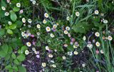 Erigeron karvinskianus. Верхушки цветущих растений (слева видны листья Rubus). Португалия, о-в Мадейра, верховья р. Рибейра-Гранде, ≈ 1000 м н.у.м., опушка лаврово-верескового леса. 10.06.2026.