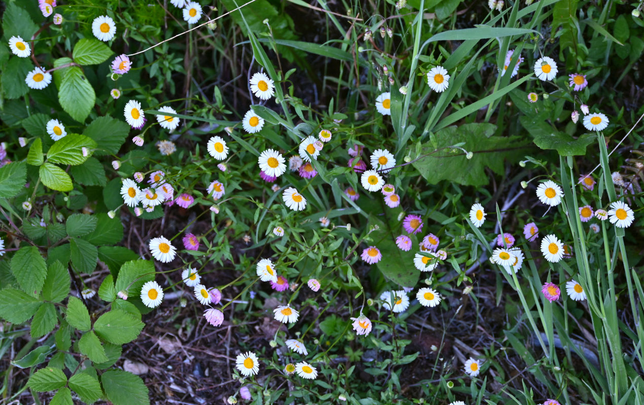 Image of Erigeron karvinskianus specimen.