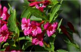 Weigela hybrida. Соцветие. Московская обл., Раменский р-н, окр. дер. Хрипань, садовый участок. 17.06.2026.