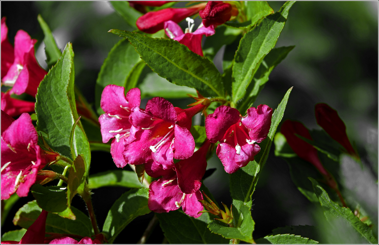 Image of Weigela hybrida specimen.