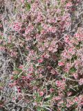 Atraphaxis spinosa. Средняя часть плодоносящего растения. Таджикистан, Горно-Бадахшанская автономная обл., Рушанский р-н, хр. Музкол, окр. Сарезского оз., Усойский завал, скопление мелкозёма среди крупноглыбового обломочного материала. 26 июня 2026 г.