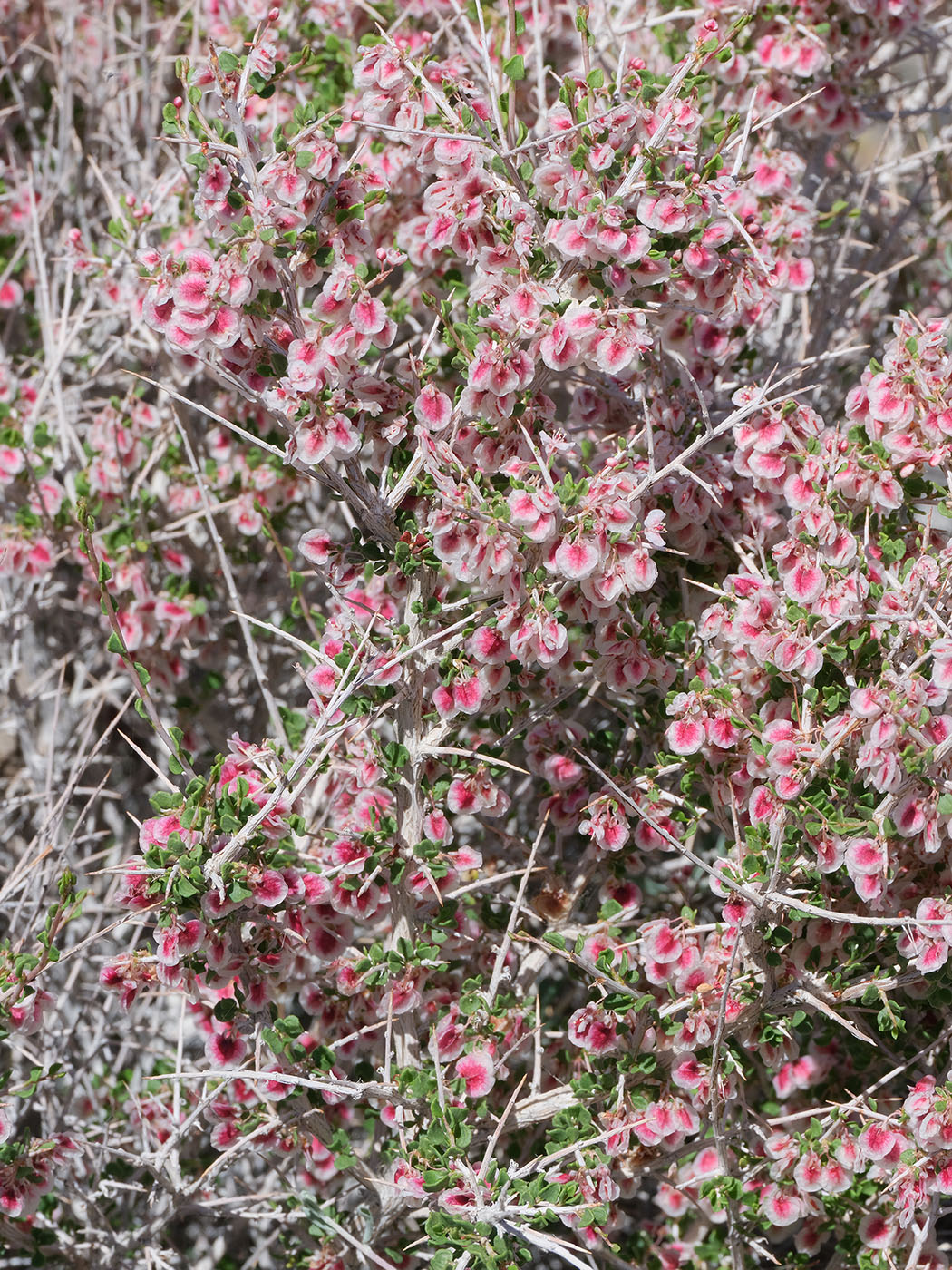Изображение особи Atraphaxis spinosa.
