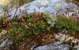Harrimanella hypnoides. Плодоносящие растения. Полярный Урал, верховья р. Большой Ханмей, средняя часть склона горы, подножие каменного гребня. 14.08.2026.