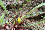 Astragalus substipitatus. Цветущее растение. Узбекистан, Гиссарский хр., басс. р. Сангардак, окр. Палгасая, ок. 1550 м н.у.м., 13.04.2025.